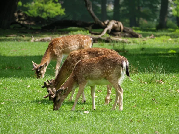 Frühlingszeit Münsterland — Stockfoto