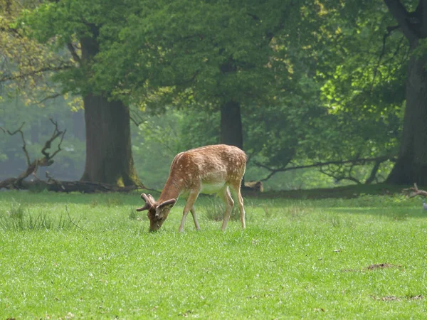 Весеннее Время Германии Muensterland — стоковое фото