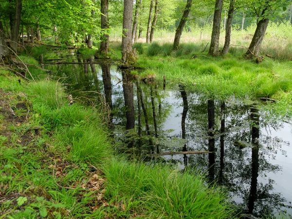 Printemps Dans Pays Des Muentins Allemand — Photo