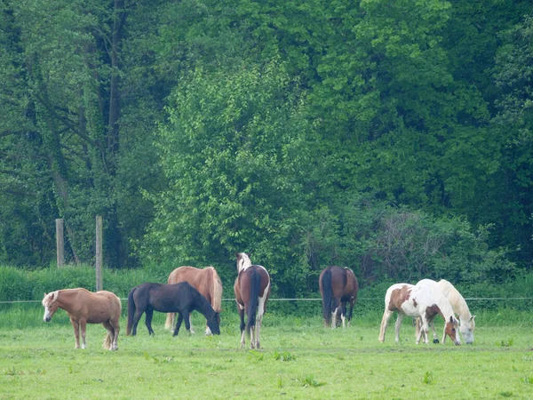 Printemps Dans Pays Des Muentins Allemand — Photo