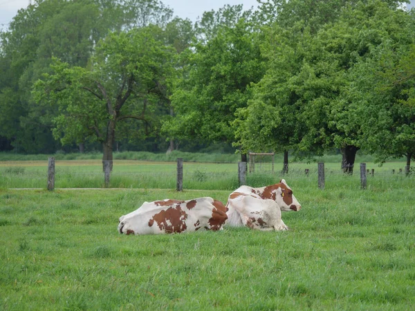 Printemps Dans Pays Des Muentins Allemand — Photo