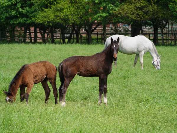 Lovak Réten Westfaliában — Stock Fotó