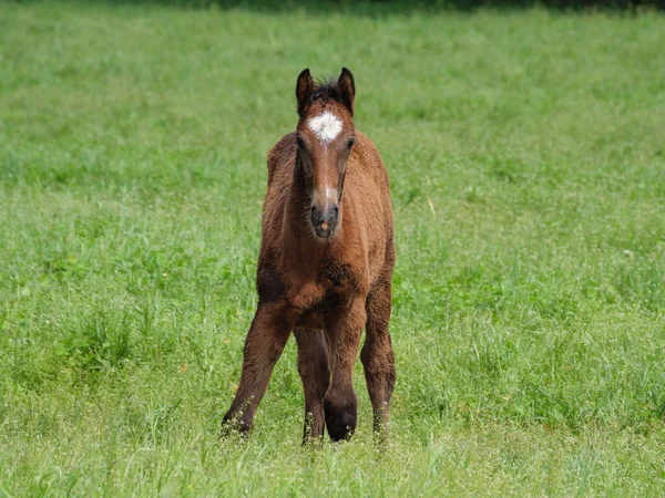 Koně Louce Západě — Stock fotografie