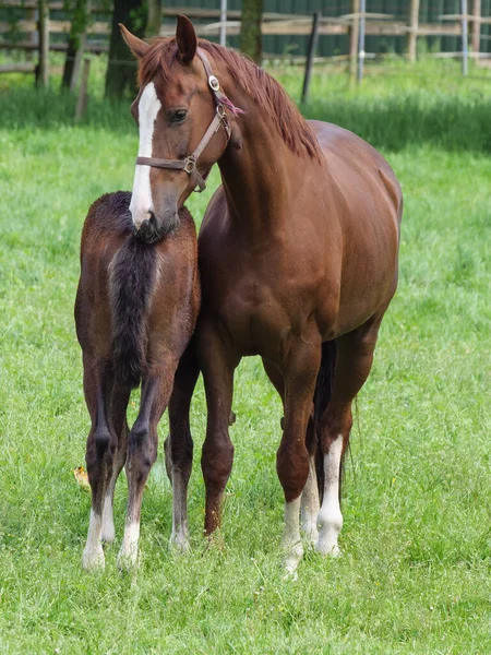 Caballos Prado Westfalia — Foto de Stock