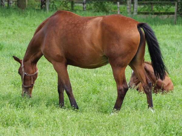 Chevaux Sur Une Prairie Westphalie — Photo