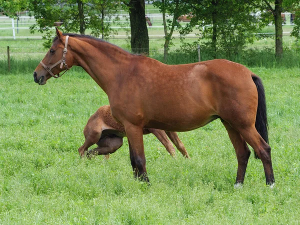 Chevaux Sur Une Prairie Westphalie — Photo