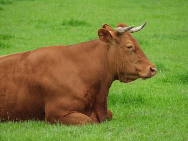 Vestfalya 'da bir çayırda inekler