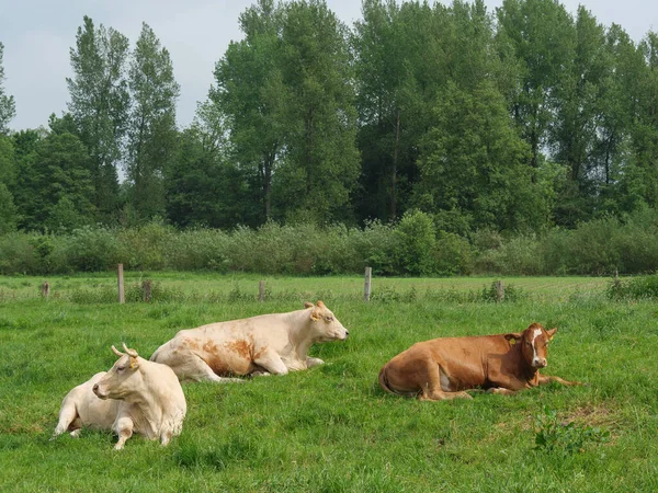 Krávy Louce Vestfálsku — Stock fotografie