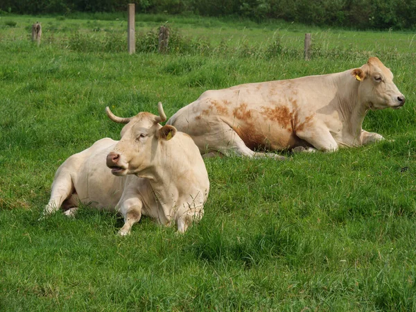 Mucche Prato Vestfalia — Foto Stock