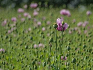 Almanya 'da bir tarlada pembe köpek yavruları