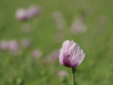 Almanya 'da bir tarlada pembe köpek yavruları