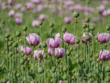 Almanya 'da bir tarlada pembe köpek yavruları