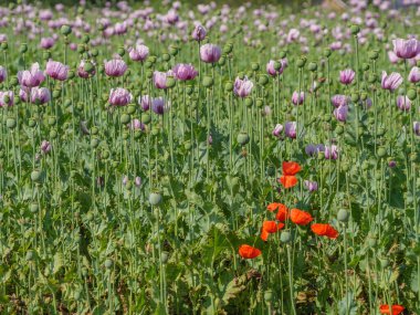 Almanya 'da bir tarlada pembe köpek yavruları