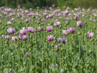 Almanya 'da bir tarlada pembe köpek yavruları