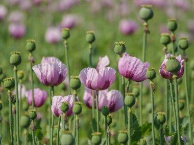 Almanya 'da bir tarlada pembe köpek yavruları