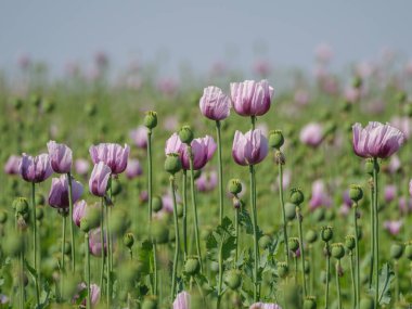 Almanya 'da bir tarlada pembe köpek yavruları