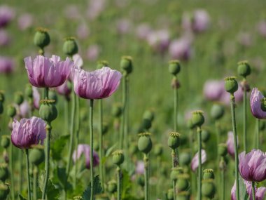 Almanya 'da bir tarlada pembe köpek yavruları