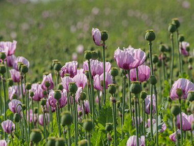 Almanya 'da bir tarlada pembe köpek yavruları