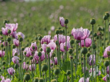 Almanya 'da bir tarlada pembe köpek yavruları