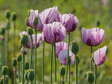 Almanya 'da bir tarlada pembe köpek yavruları