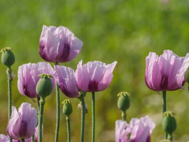 Almanya 'da bir tarlada pembe köpek yavruları