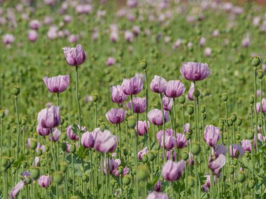 Almanya 'da bir tarlada pembe köpek yavruları