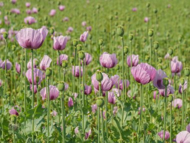 Almanya 'da bir tarlada pembe köpek yavruları