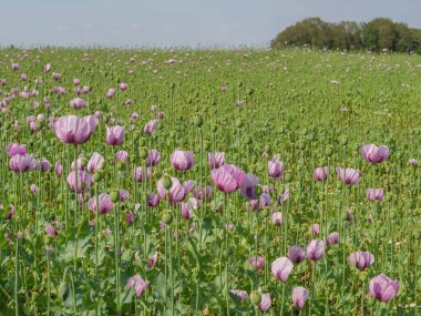 Almanya 'da bir tarlada pembe köpek yavruları