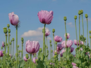 Almanya 'da bir tarlada pembe köpek yavruları