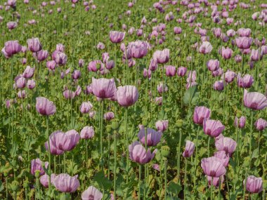 Almanya 'da bir tarlada pembe köpek yavruları