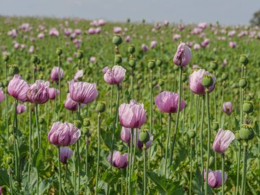 Almanya 'da bir tarlada pembe köpek yavruları