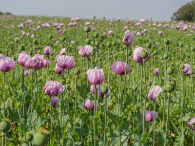 Almanya 'da bir tarlada pembe köpek yavruları