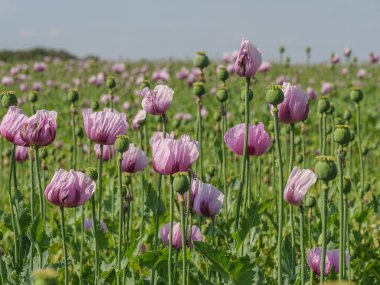 Almanya 'da bir tarlada pembe köpek yavruları