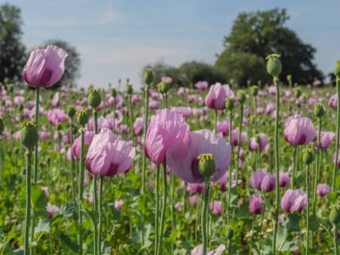 Almanya 'da bir tarlada pembe köpek yavruları