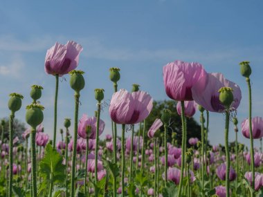 Almanya 'da bir tarlada pembe köpek yavruları
