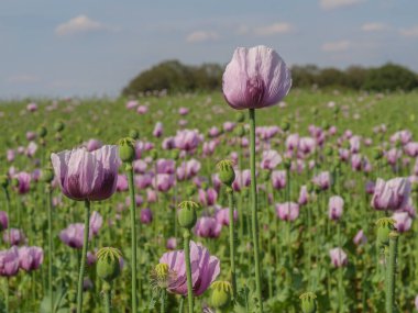 Almanya 'da bir tarlada pembe köpek yavruları
