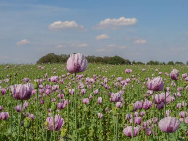 Almanya 'da bir tarlada pembe köpek yavruları