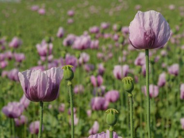 Almanya 'da bir tarlada pembe köpek yavruları