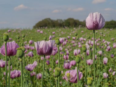 Almanya 'da bir tarlada pembe köpek yavruları