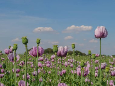 Almanya 'da bir tarlada pembe köpek yavruları