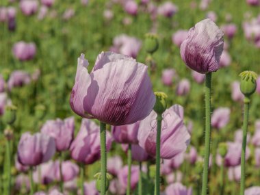 Almanya 'da bir tarlada pembe köpek yavruları