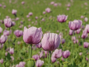 Almanya 'da bir tarlada pembe köpek yavruları