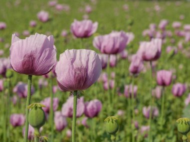 Almanya 'da bir tarlada pembe köpek yavruları