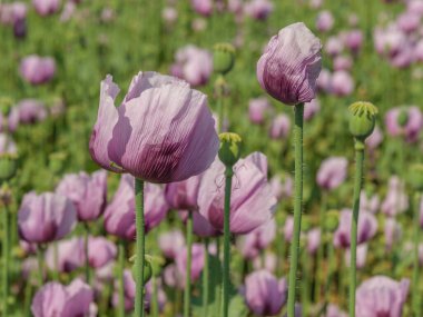 Almanya 'da bir tarlada pembe köpek yavruları