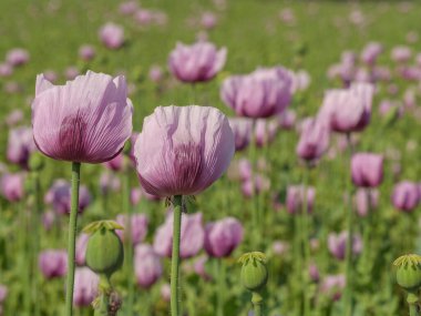 Almanya 'da bir tarlada pembe köpek yavruları