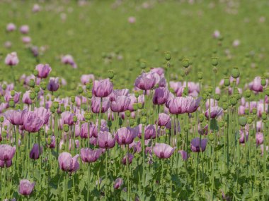Almanya 'da bir tarlada pembe köpek yavruları