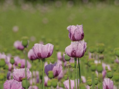 Almanya 'da bir tarlada pembe köpek yavruları