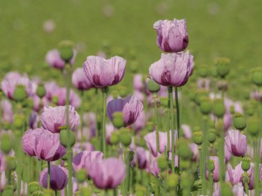 Almanya 'da bir tarlada pembe köpek yavruları