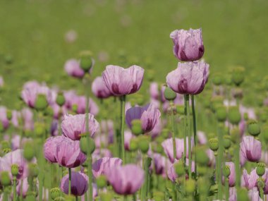 Almanya 'da bir tarlada pembe köpek yavruları