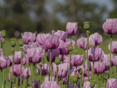Almanya 'da bir tarlada pembe köpek yavruları